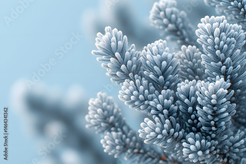 Obraz na płótnie Winter Frost on Pine Branches for Christmas and Seasonal Designs w salonie