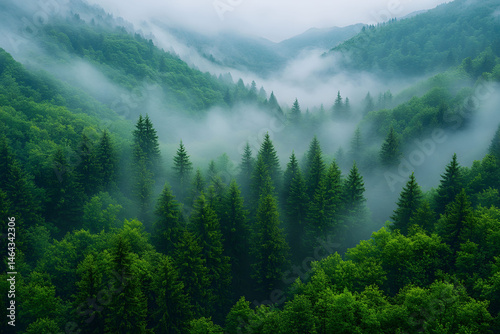 Serene Foggy Forest Landscape in Lush Green Mountains for Nature-Themed Prints and Posters