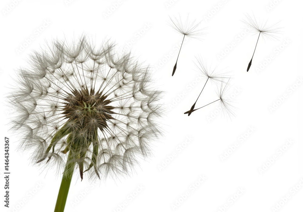 custom made wallpaper toronto digitalClose-up of a dandelion seed head with seeds floating away on a clean white background