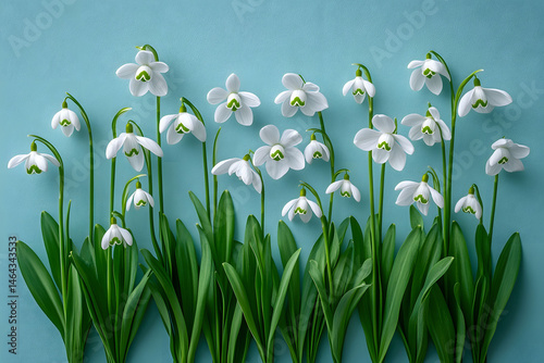 Obraz na płótnie Elegant Snowdrop Flowers on Blue Background - Ideal for Spring Designs and Nature Themes w salonie