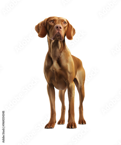 A cute brown dachshund puppy, a purebred canine pet, sits isolated on white in a studio portrait
