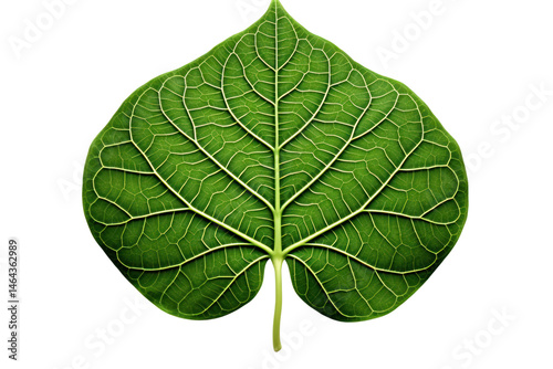 Green Leaf Macro: A close-up, isolated image of a single, vibrant green leaf with intricate veins, showcasing nature's delicate details.