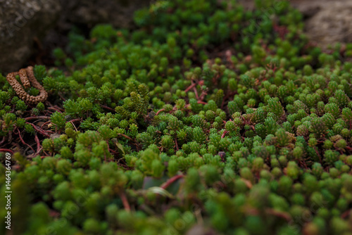 sedum or stonecrop succulent plant, soft focused close up shot of botanical garden flora