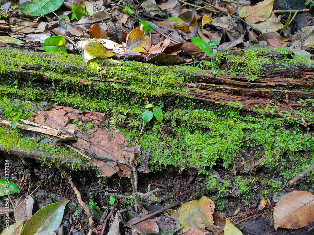 Naklejka premium Close up of mossy weathered wood in a tropical forest.