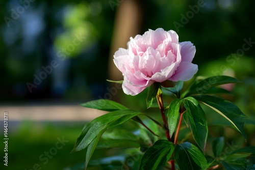 Blooming Pink Peony Flower in Garden Setting with Soft Background Lighting