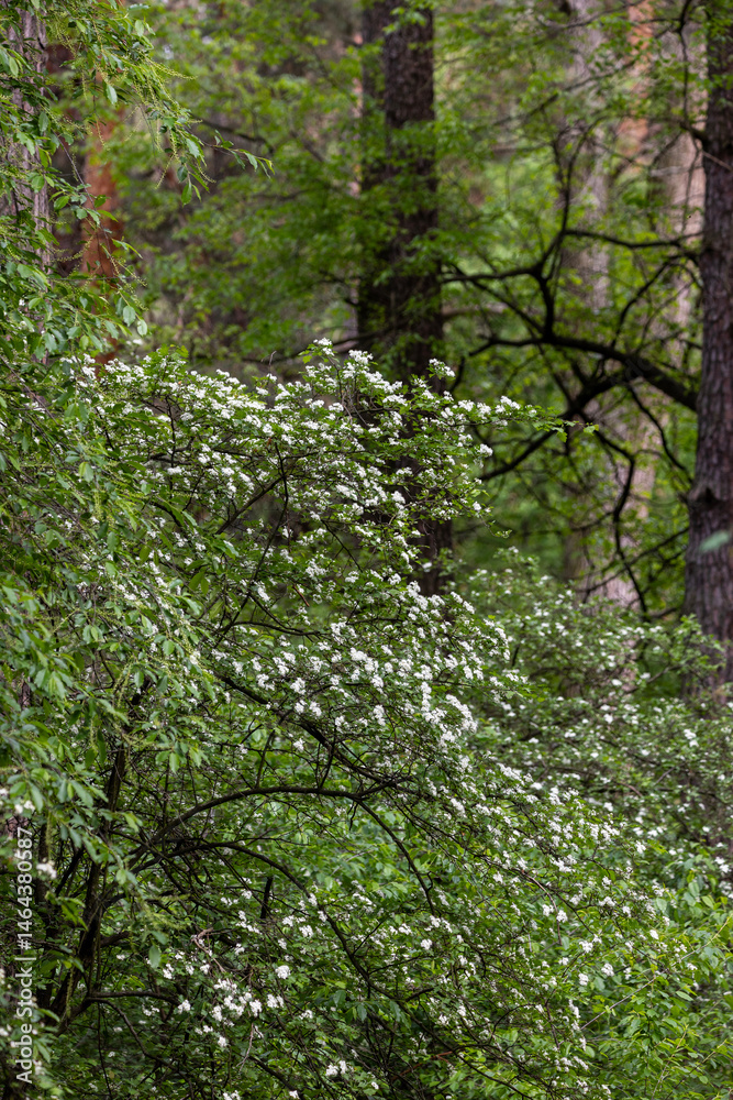 In the pine forest a Hawthorn tree in full bloom, covered in clusters of small white flowers. The branches are dense with blossoms, creating a contrast against the rich green leaves.