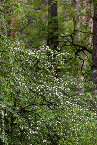 Obraz na płótnie In the pine forest a Hawthorn tree in full bloom, covered in clusters of small white flowers. The branches are dense with blossoms, creating a contrast against the rich green leaves. w salonie
