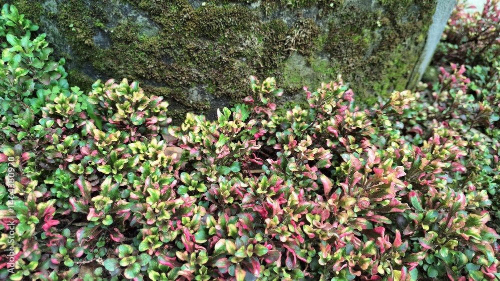 Vibrant close-up of Alternanthera foliage with striking multicolor patterns in red, green, and yellow, perfect natural backdrop for wallpaper, prints, and decor Vibrant close-up of Alternanthera foliage with striking multicolor patterns in red, green, and yellow, perfect natural backdrop for wallpaper, prints, and decor