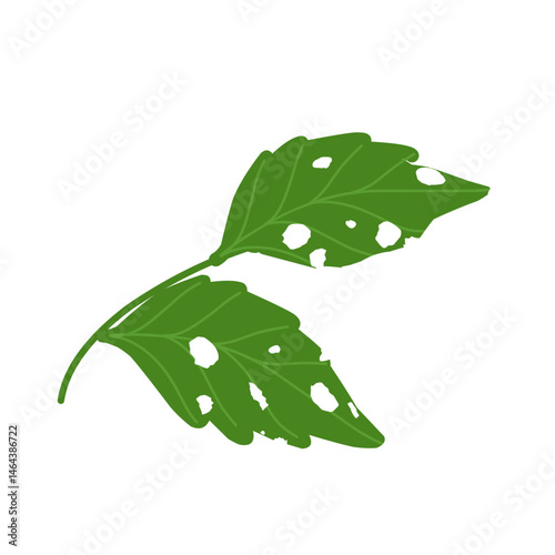 Illustration of green leaves with holes due to insect bites
