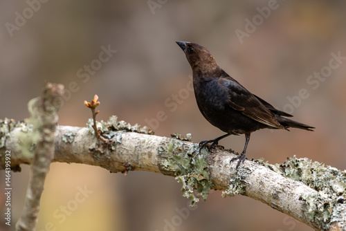 Brown-headed Cowbird
