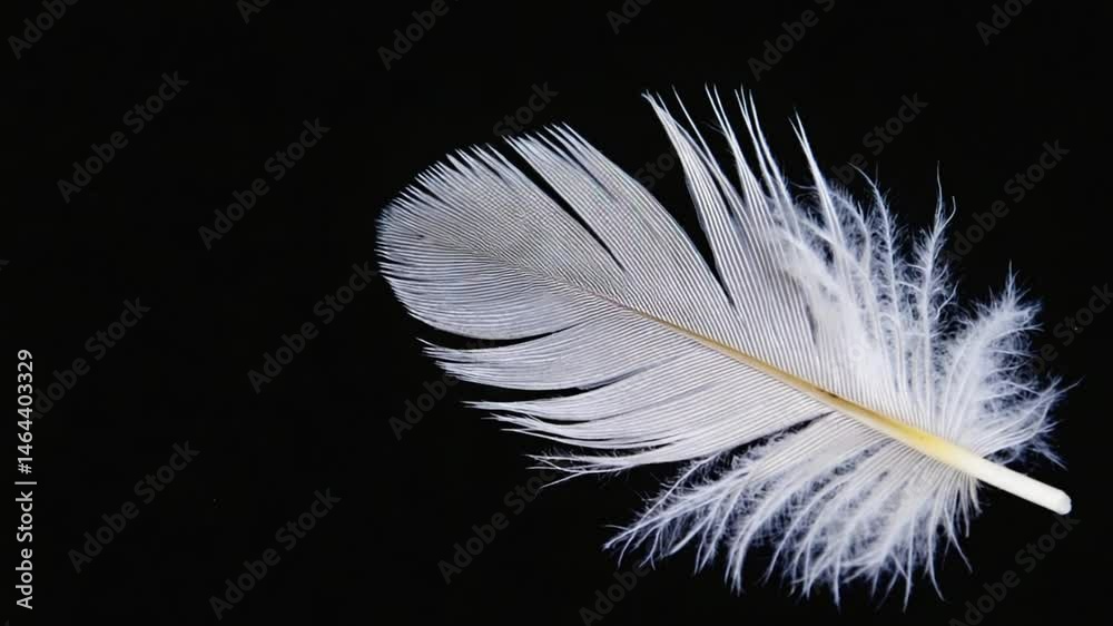 Delicate animation of a single, pure white feather falling slowly and gently in the soft darkness. Ideal for serene and peaceful visuals. Delicate animation of a single, pure white feather falling slowly and gently in the soft darkness. Ideal for serene and peaceful visuals.