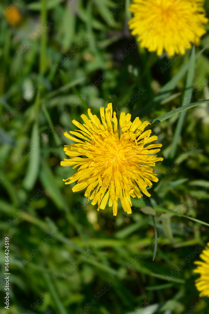Common dandelion flower - Latin name - Taraxacum officinale
