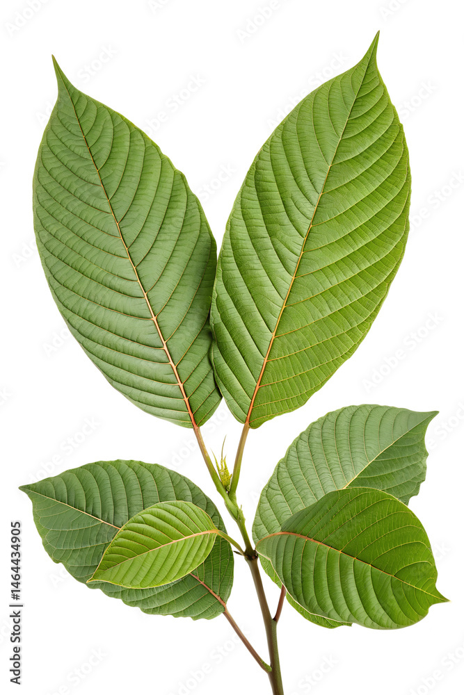Kratom isolated on white background Kratom isolated on white background