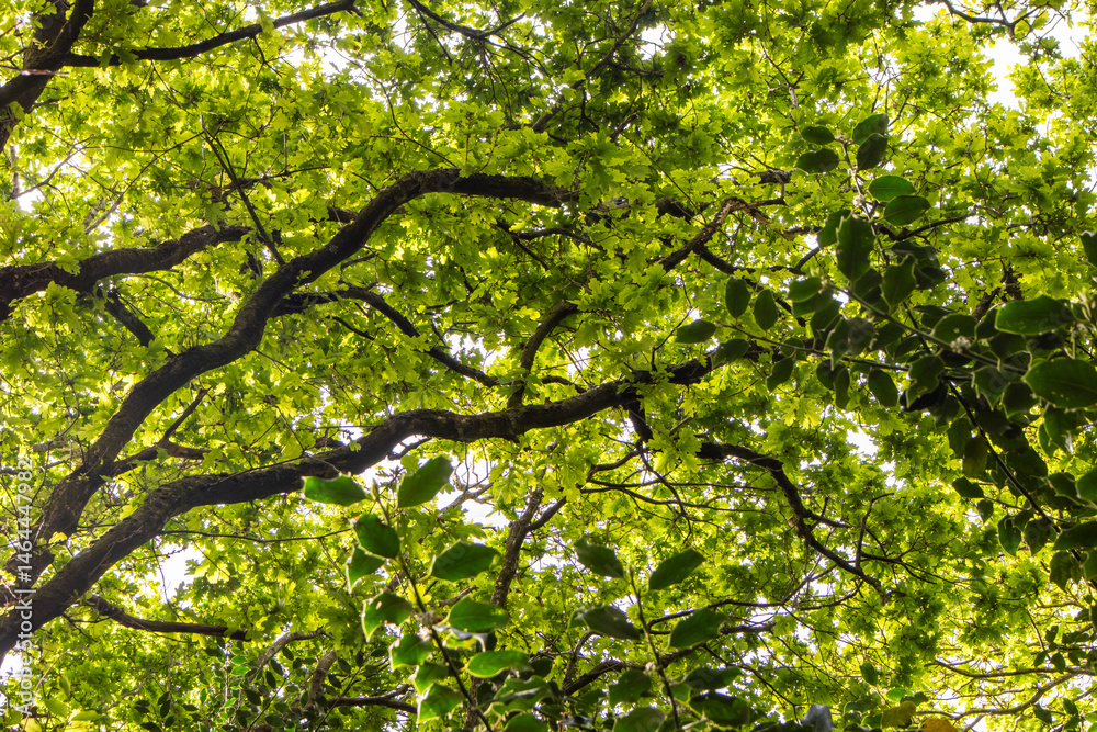 Fototapeta premium Looking upwards into tree canopy in woodland