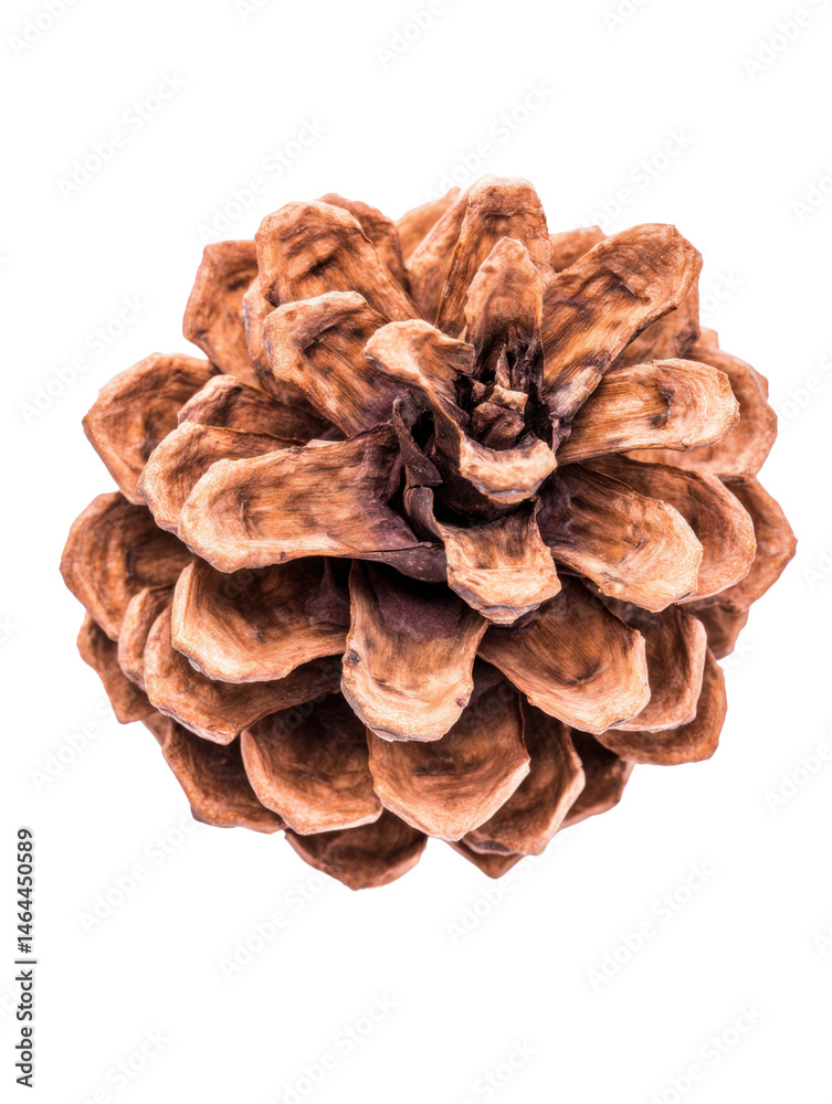 A captivating close-up showcases the intricate details of a natural pinecone against a stark white background, highlighting its textures and unique form. A captivating close-up showcases the intricate details of a natural pinecone against a stark white background, highlighting its textures and unique form.