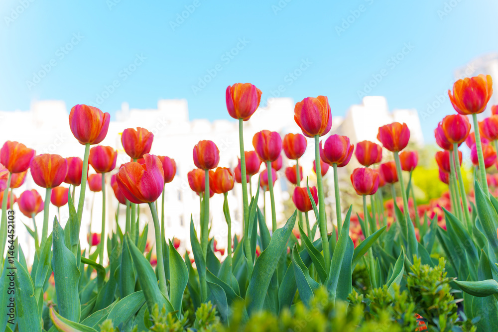 Fototapeta premium Vibrant Tulip Field Blooming Under Clear Blue Sky in Spring