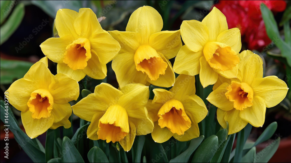 Fototapeta premium Daffodils bloom in full glory, showcasing their bright yellow petals. This colorful display captures the essence of spring as May Ray Day is celebrated, bringing joy to gardens and parks