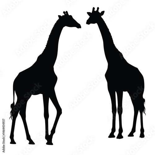 Tall giraffe silhouette bundle. Giraffe standing silhouette set vector. Wild giraffe walking silhouette bundle design. Wild Camelopard vector on a white background. Camelopard in different positions.