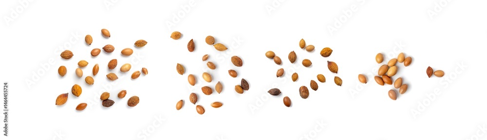 Argan Nuts Isolated, Argania Oil Seeds for Natural Organic Cosmetic, Skincare Argan Fruits Argan Nuts Isolated, Argania Oil Seeds for Natural Organic Cosmetic, Skincare Argan Fruits