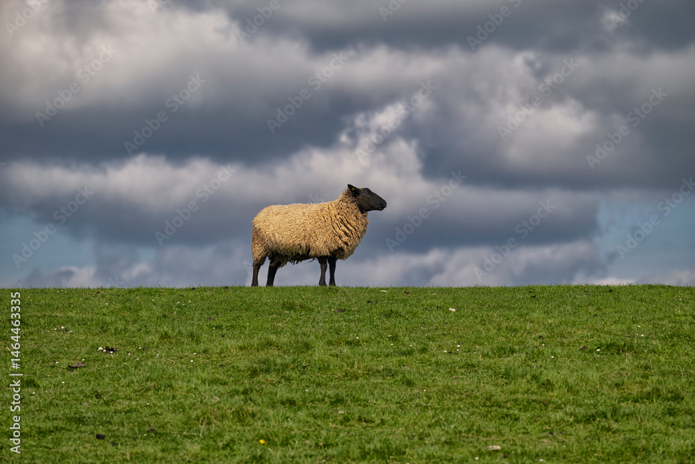 Fototapeta premium Sheep with a black head looks forward