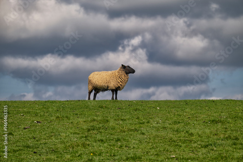 Sheep with a black head looks forward