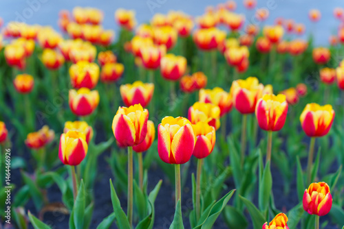 Vibrant Red And Yellow Tulips Blooming In A Sunny Garden Setting