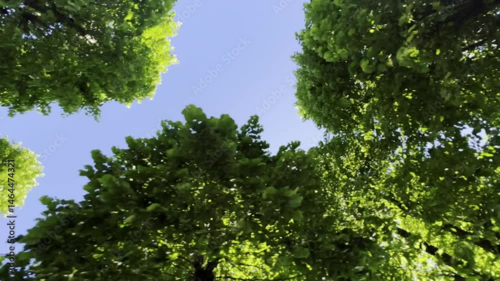 Video documentation tree-lined avenue trees taken from below Video documentation tree-lined avenue trees taken from below