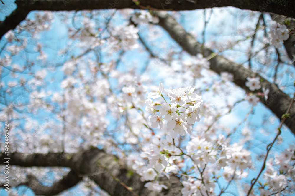 Fototapeta premium ソメイヨシノと空