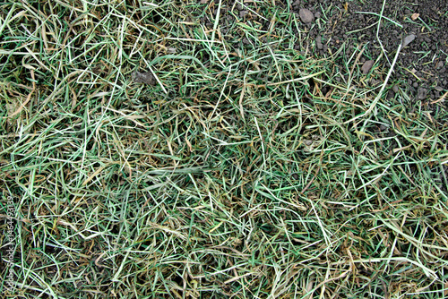 Texture.Background.The grass dries out.