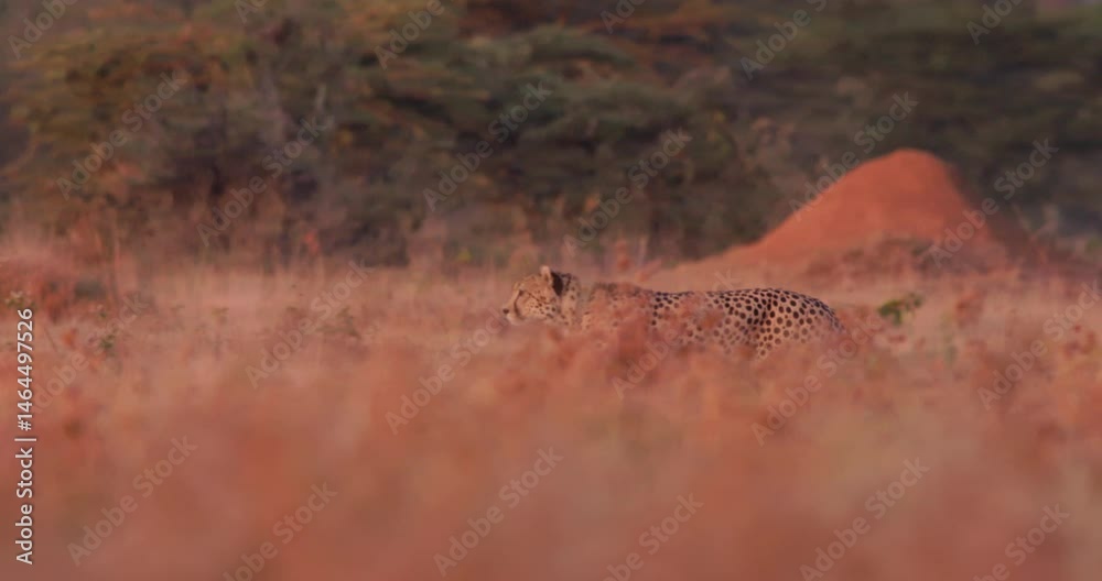 Wide follow shot of a collared cheetah (Acinonyx jubatus) scanning for prey while moving in a radiant plain in the morning at kenya