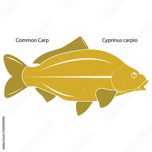  coloring comon carp Cyprinus carpio fish vector illustration
