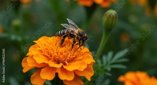 Bees collecting nectar and pollen on colorful flowers, busy pollinating in a vibrant natural garden setting. photo