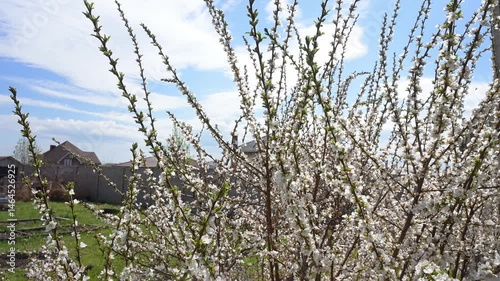 Bees collecting nectar on a white flowering cherry bush. Spring concept 