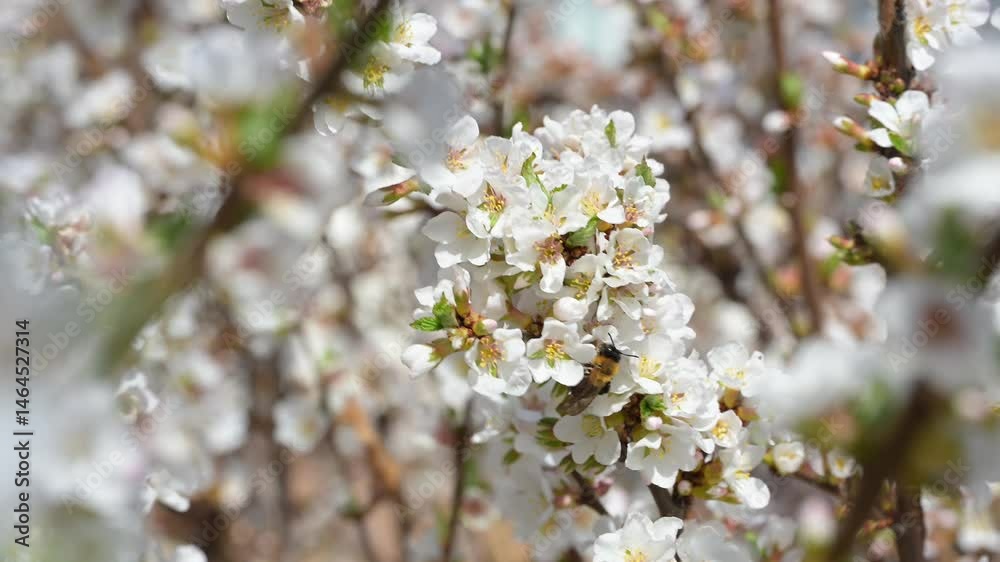 Bees collecting nectar on a white flowering cherry bush. Spring concept Bees collecting nectar on a white flowering cherry bush. Spring concept