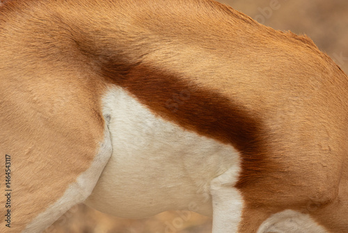 close up of the skin of a Springbok (Antidorcas marsupialis)