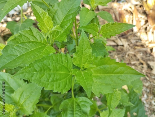 Quadro su tela Siam weed (Chromolaena odorata) in outdoor garden