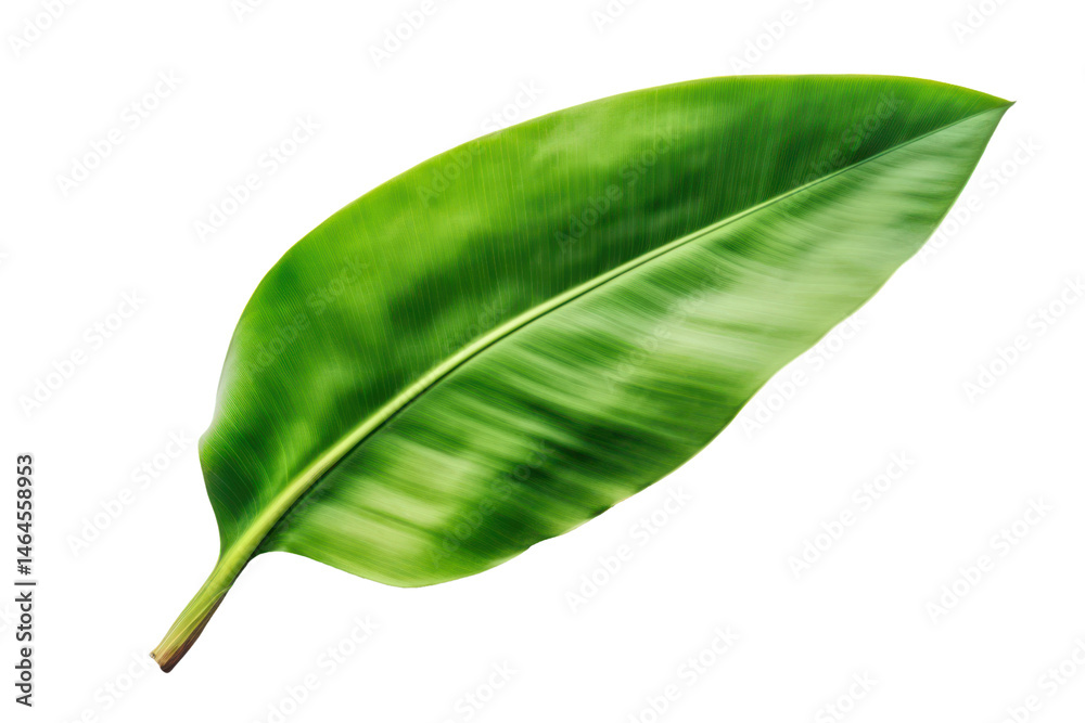Fototapeta premium large banana leaf isolated on white or transparent png