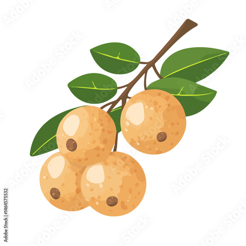 Longan 2D flat vector illustration, isolated on a white background.