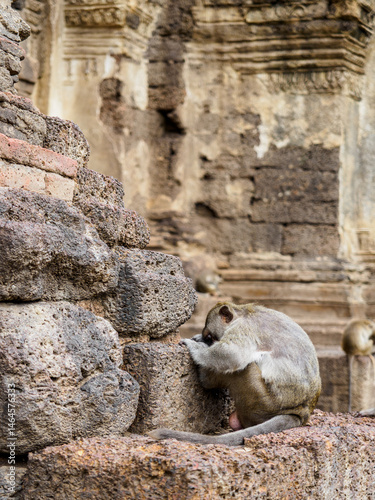 monkey, Lopburi, Thailand