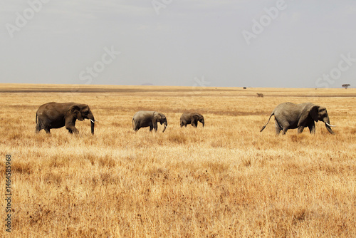 Branco di elefanti in cammino.
Tanzania,Africa