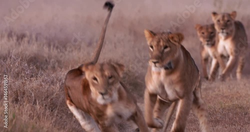 Wide shot of two lions (Panthera leo) play fighting as they run between grasslands at sunrise in Kenya.