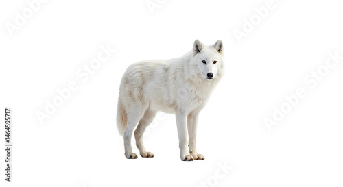 Majestic Arctic Wolf in Winter Wilderness isolated on white background