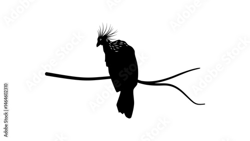 Hoatzin symbol, black isolated silhouette