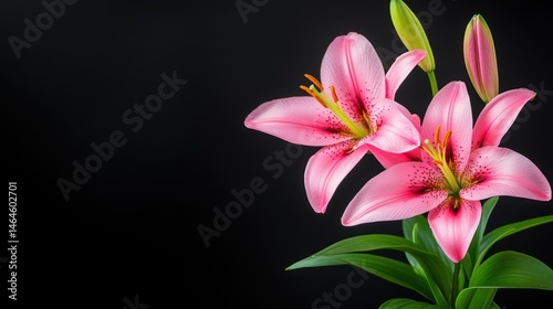 Pink lily flowers delicate petals dark background floral macro photography