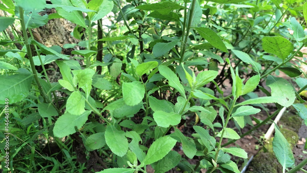 Obraz premium Pluchea Indica Leaf Texture Macro Shot – Aromatic Medicinal Herb for Natural Healing, Botanical Study, and Herbal Remedies Design