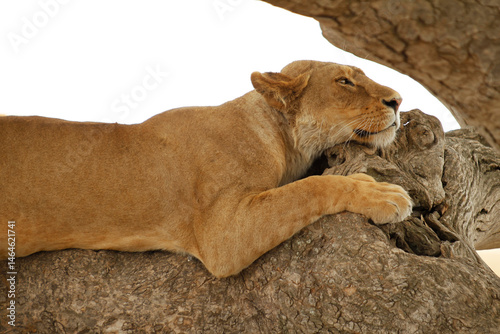 Leonessa in primo piano a riposo su un'albero.
Tanzania,Africa.