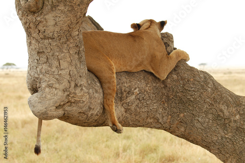 Leonessa di spalle  a riposo su un'albero.
Tanzania,Africa.