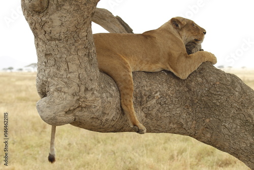 Leonessa profilo destro  a riposo su un'albero.
Tanzania,Africa.