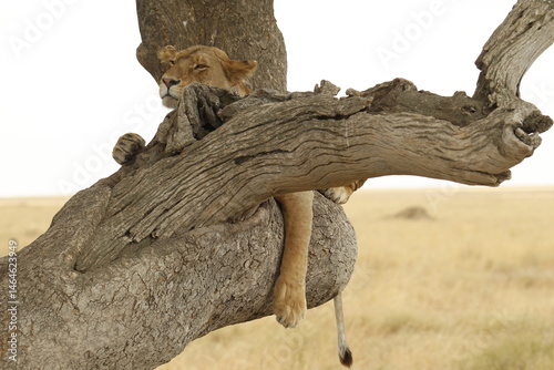 Leonessa a riposo su un'albero.
Tanzania,Africa.