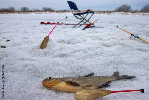 Bream caught during winter fishing. Lake Ladoga. The mouth of the Svir River
